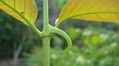 Uncaryl KC-0030 фото